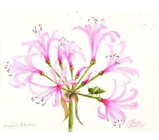 Amaryllis flowers with grasshopper