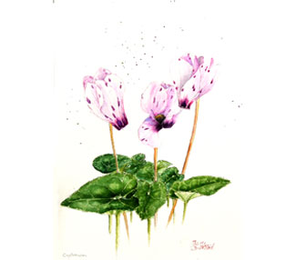 3 Cyclomen flowers