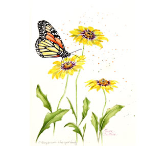 Monarch butterfly on flower