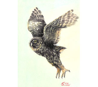 Qwl hovering in mid-air