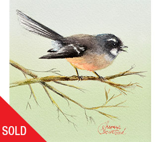 fantail on a branch