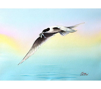 tern fishing over the sea
