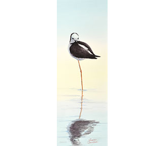 Pied Stilt on one leg