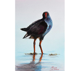 Pukeko in water