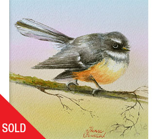 TB177 Cautious Fantail