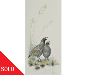 Quail Family