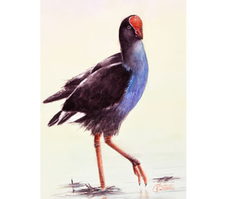 Stepping Out (Pukeko)