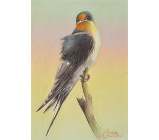 Awareness (Swallow)