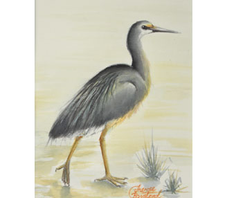 Stepping out (White-Faced Heron)