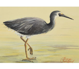 Eye on Target (White-Faced Heron)
