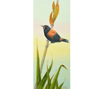 Tieke (Saddleback)