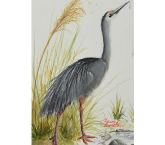 Thirst (White-Faced Heron)