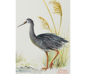Approaching (White-Faced Heron)