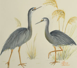 Elegance (White-Faced Herons)