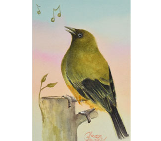 Korimako (Bellbird)