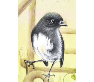 Toutouwai (South Island Robin)