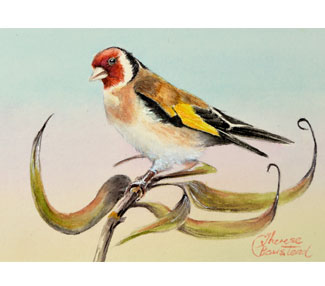 European Goldfinch