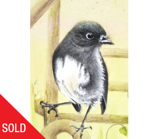 Toutouwai (South Island Robin)