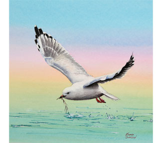 TB167 seagull in flight