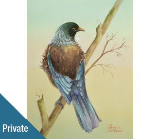 TB262 resting Tui