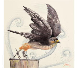 TB317-focus-nz-falcon