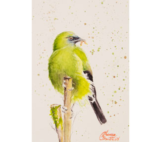 TB344-bellbird-beauty