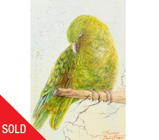 TB346 resting Kea