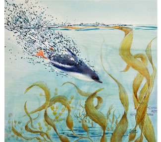 TB354_Korera~(Little Blue Penguin)